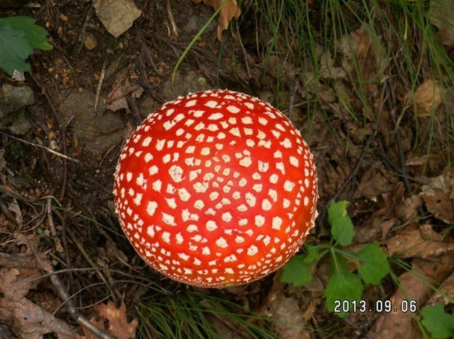 补肾壮阳药品有哪些