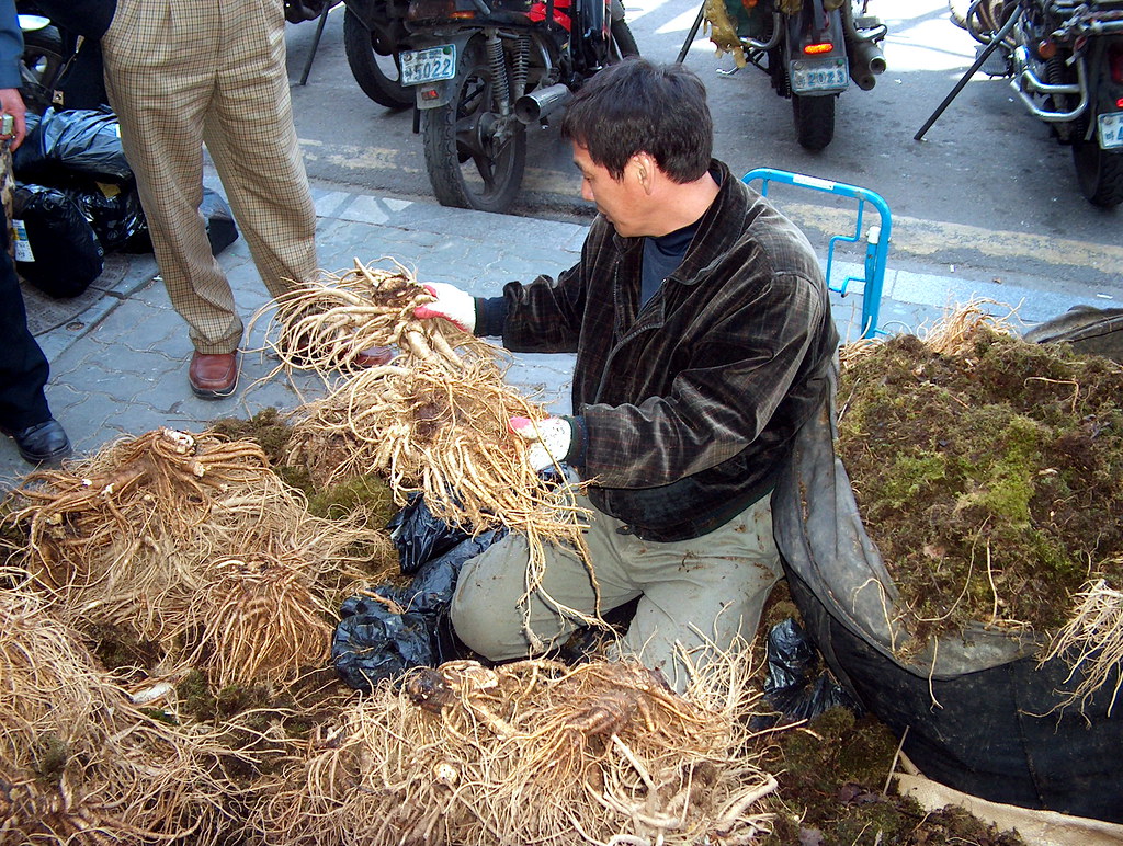 壮阳补肾中药材大全