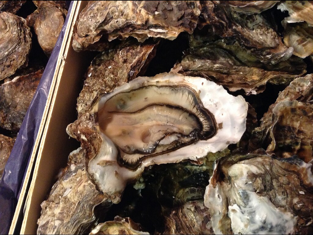 什么东西补肾最管用