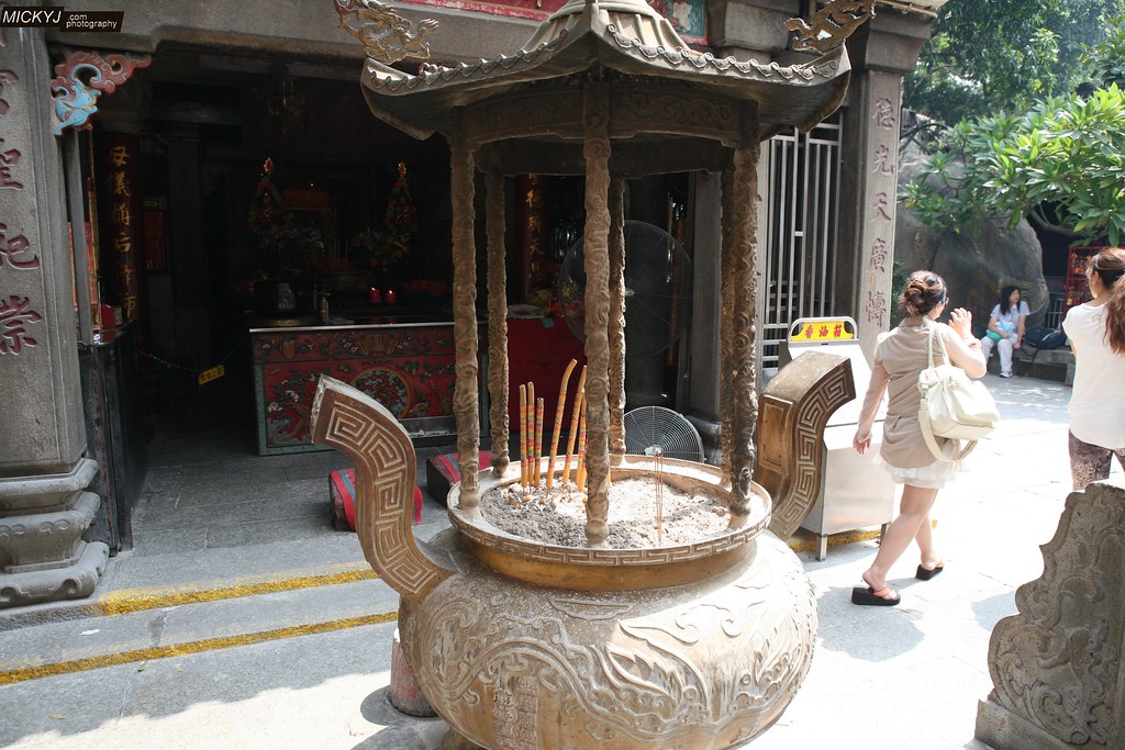丹参图片