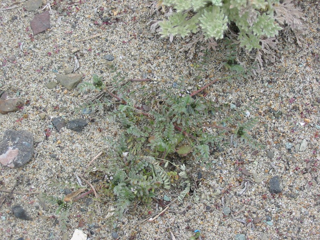 迪巧钙片