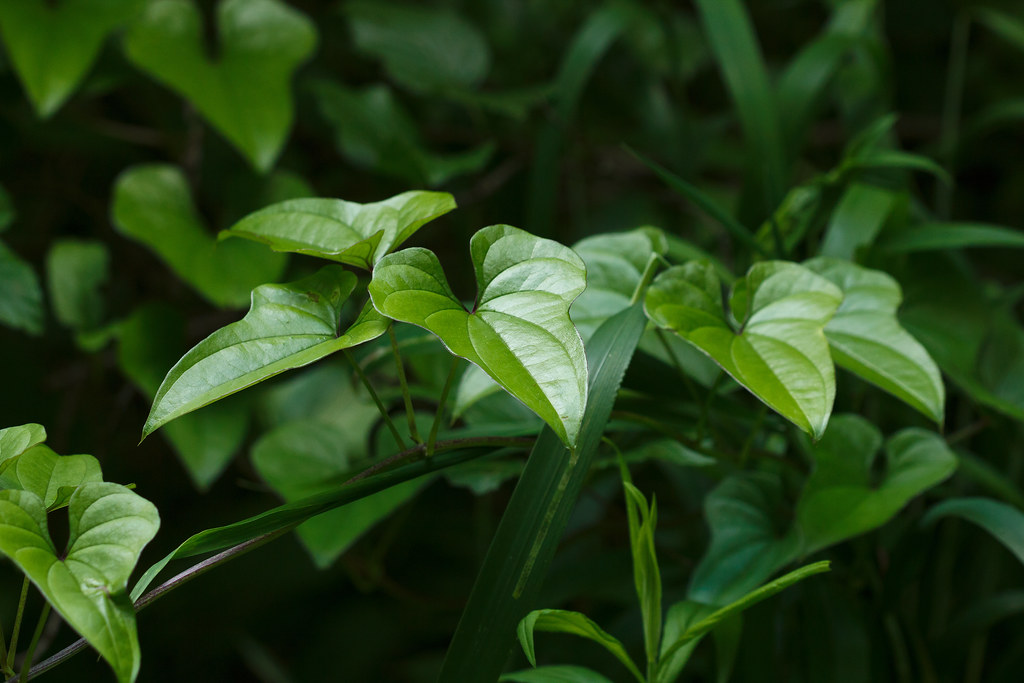 蜂蜜详细介绍