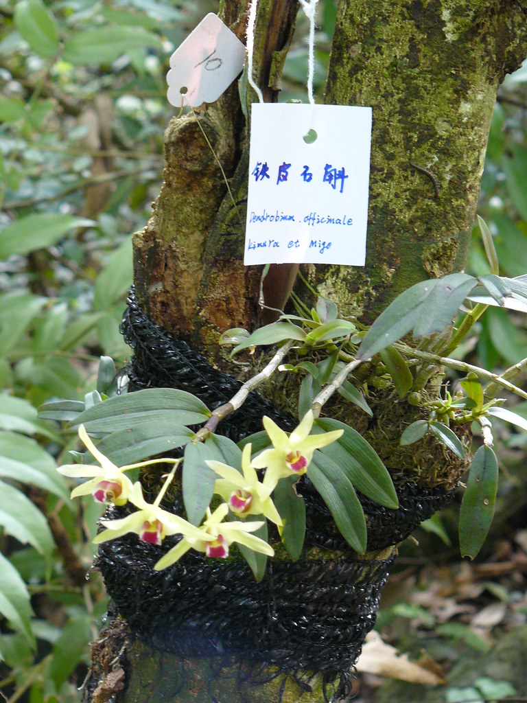 补肾固齿丸牙齿松动