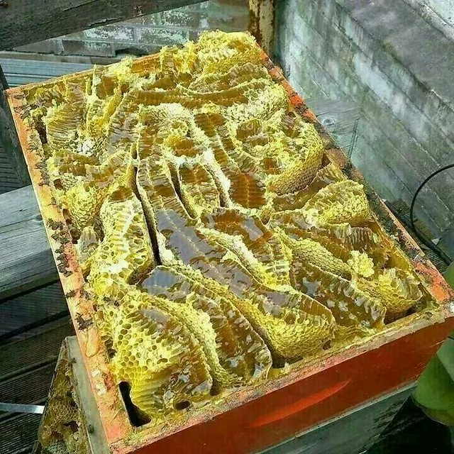一心堂最新消息