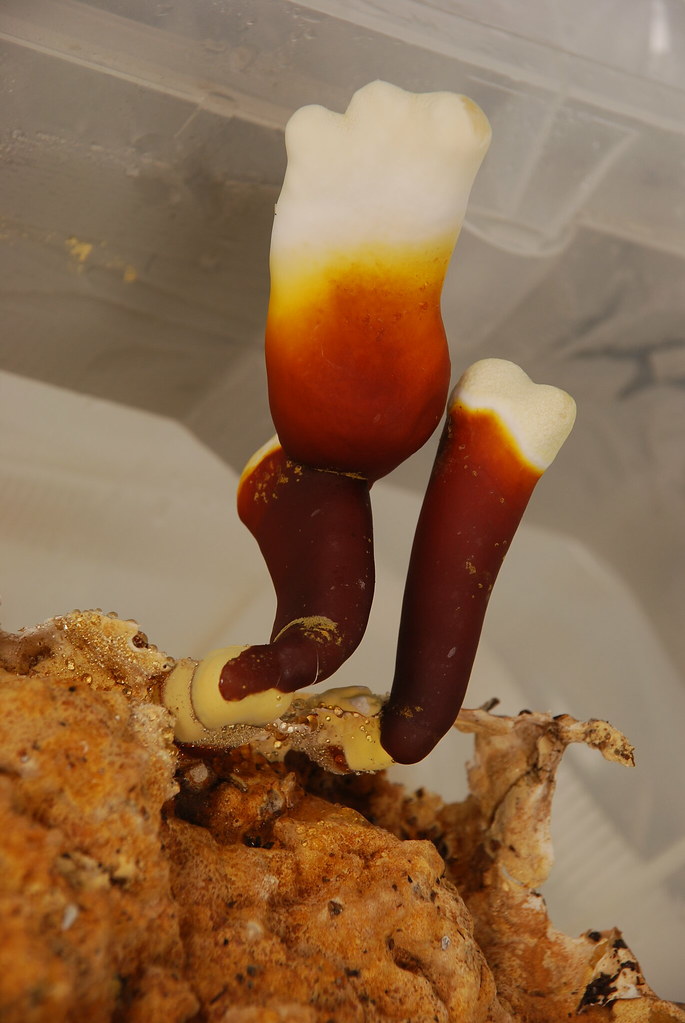 维生素B2作用