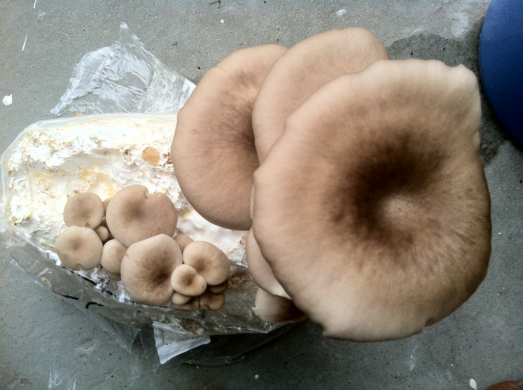 缩阴丸的功效与作用