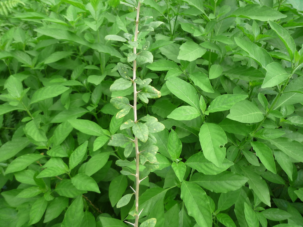 补肾壮阳最好药