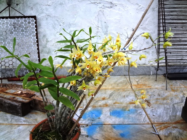 亚麻籽油危害