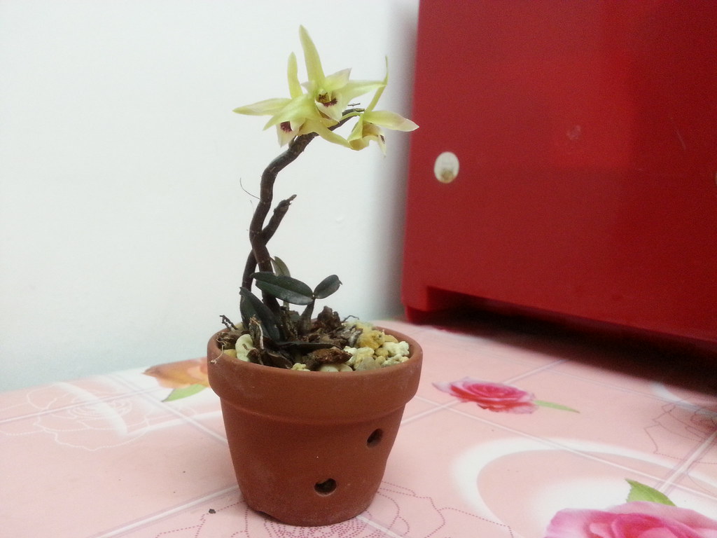 保健品男性