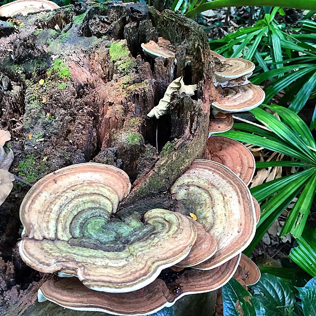 补肾吃什么东西效果最好中药材
