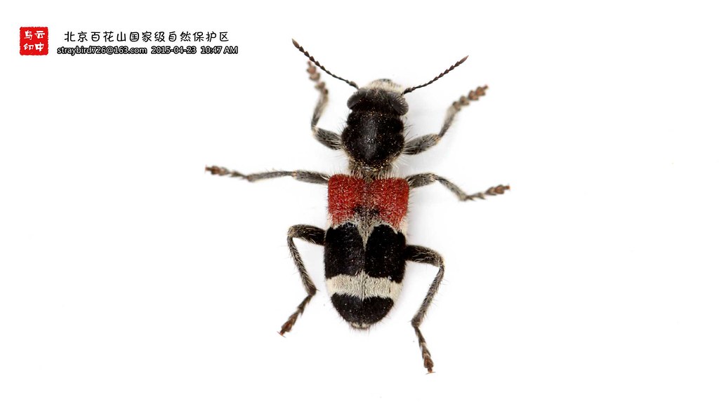 补肾壮阳中成药排名前十的有哪些