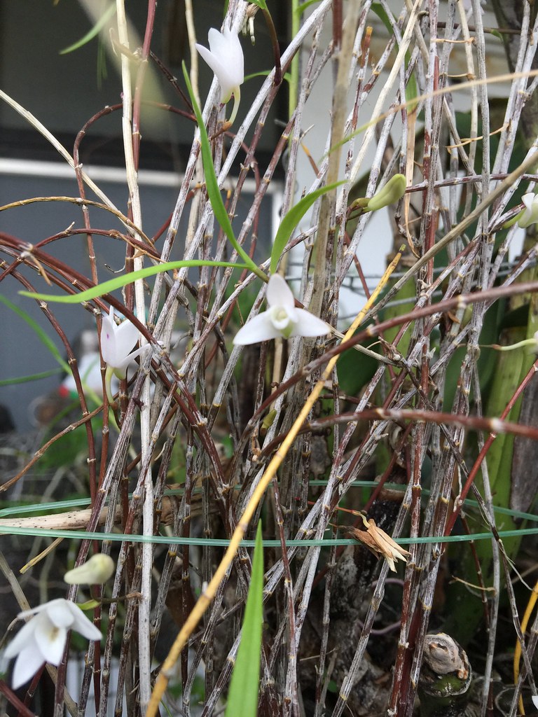 绞股蓝的功效与作用