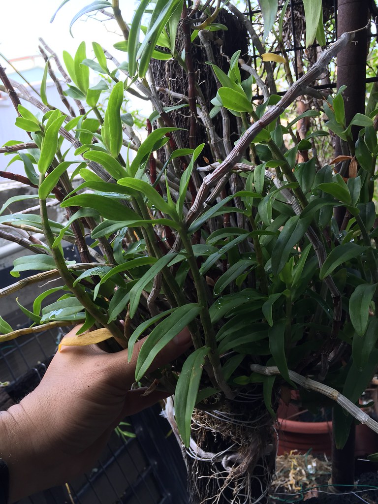 蔓越莓胶囊的功效与作用及禁忌
