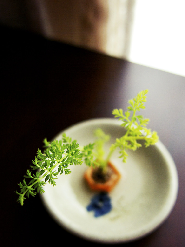 缩阴针注射液属于特殊管理药品么