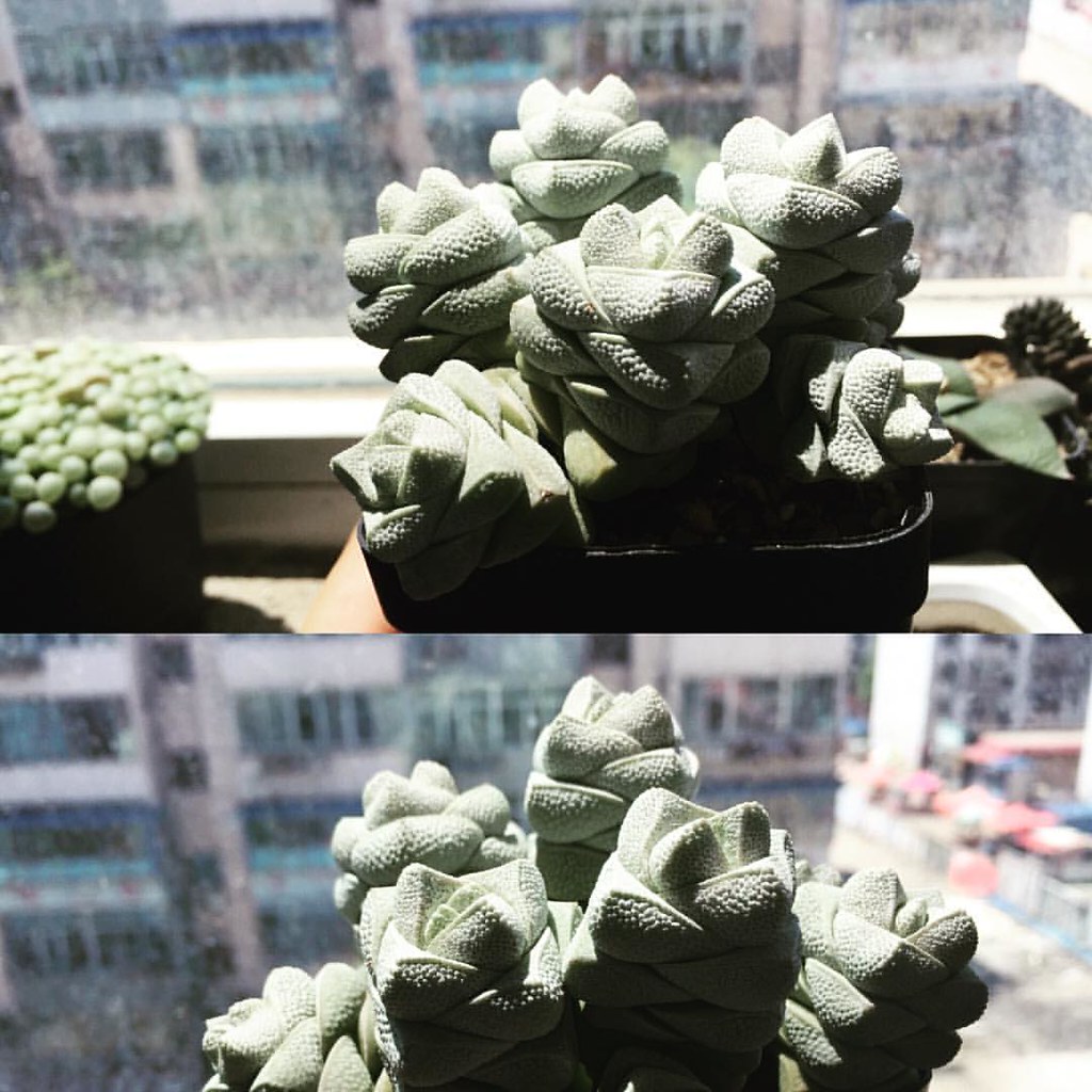 达泊西汀的危害副作用