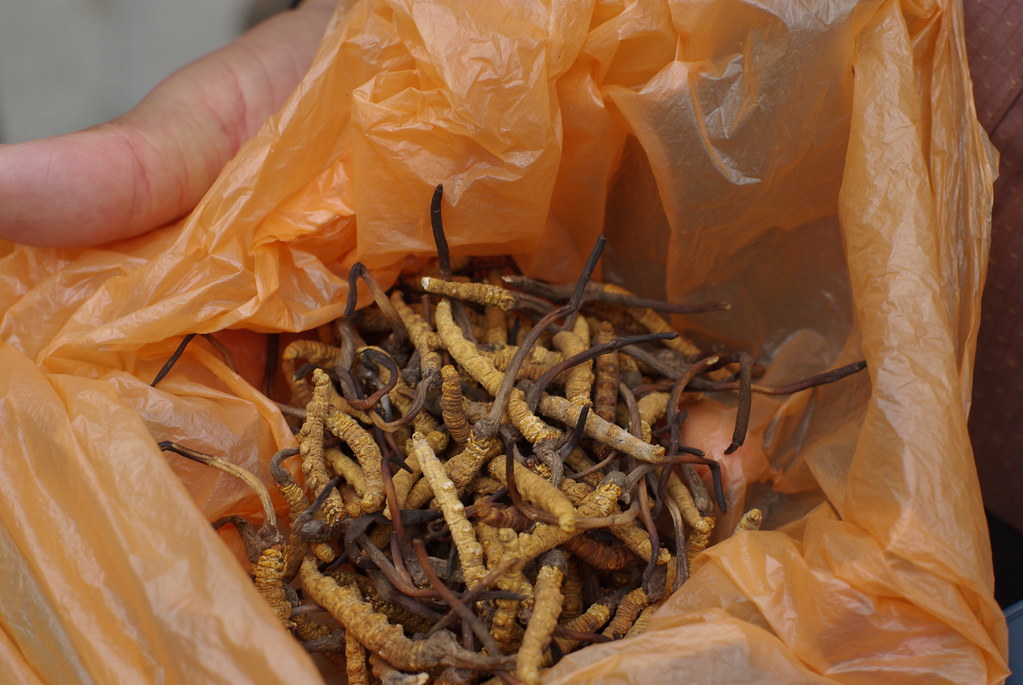 补肾的食物有哪些食物比较好