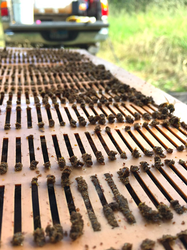 金色an药片壮阳