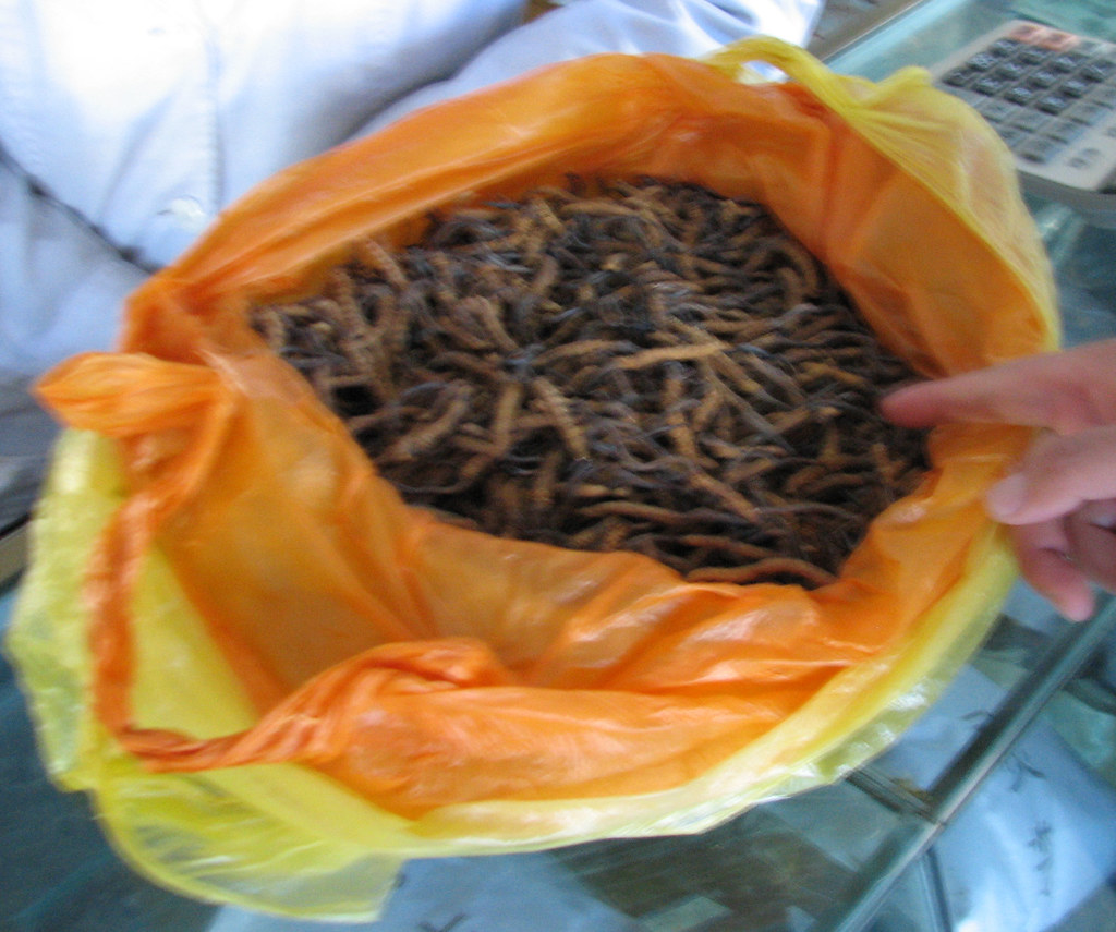 药效最猛的壮阳药