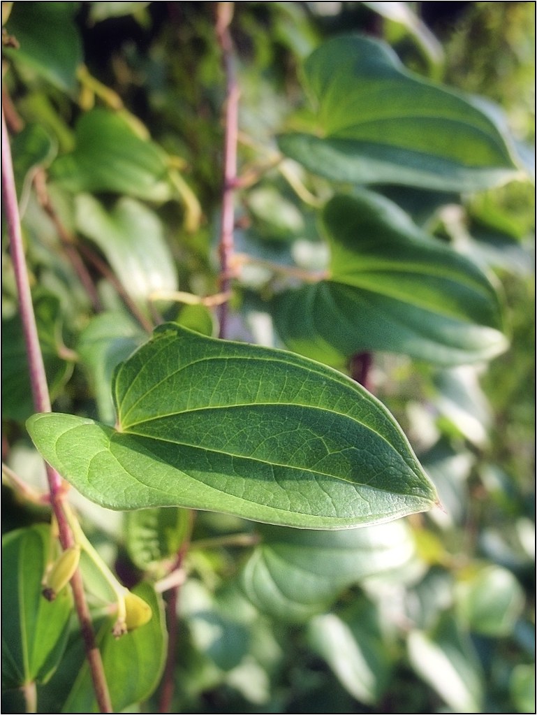 山药补肾怎么吃好