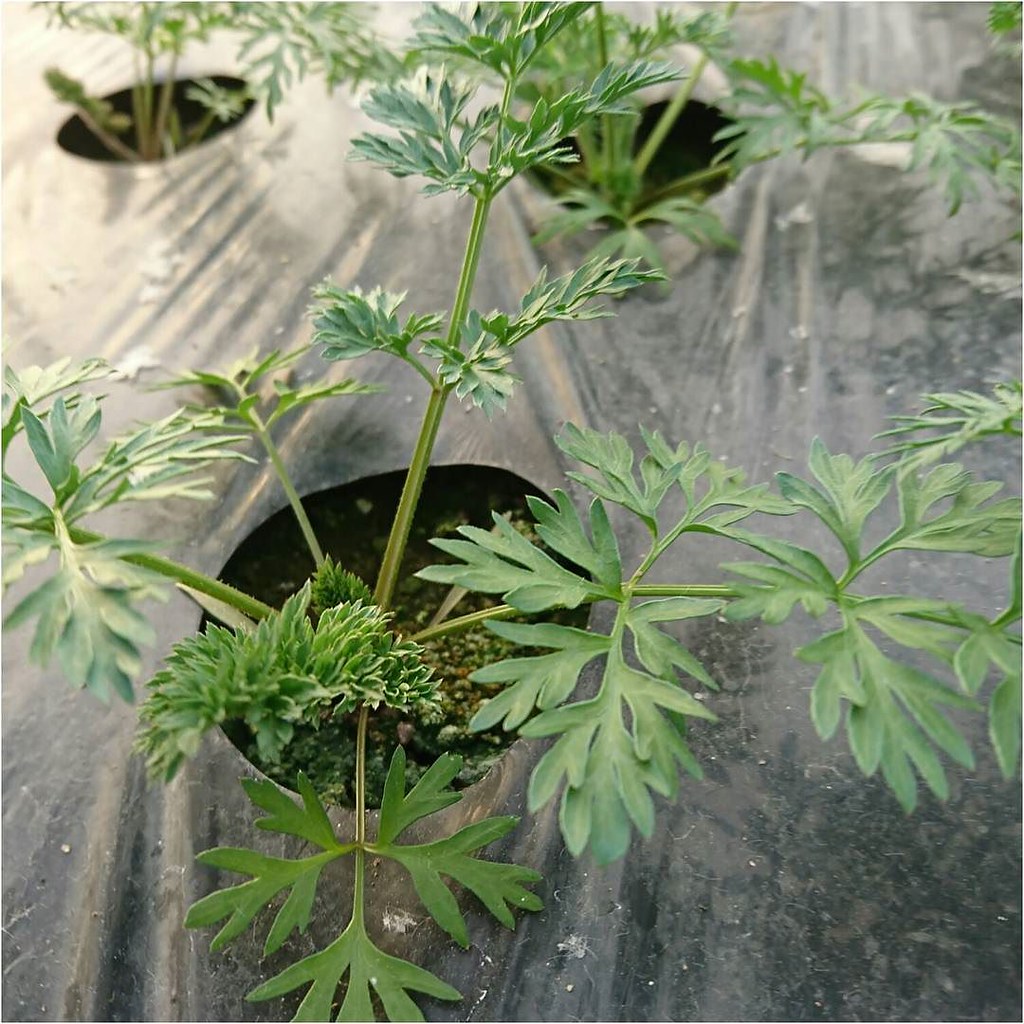 有没有壮阳的药物