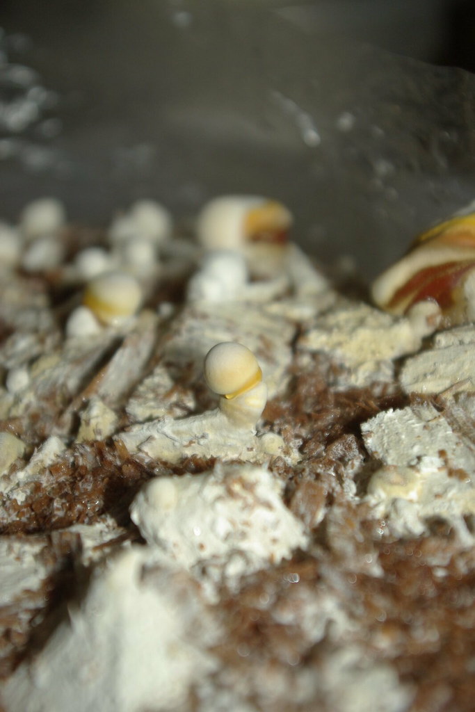 何首乌怎么食用补肾