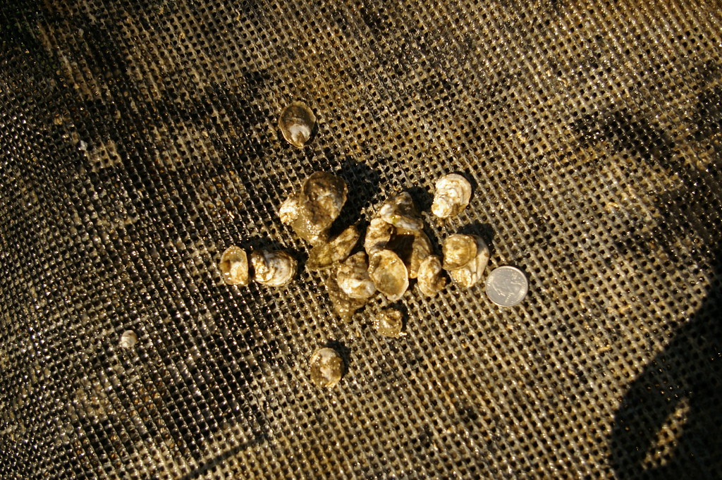 补肾生津有哪些茶