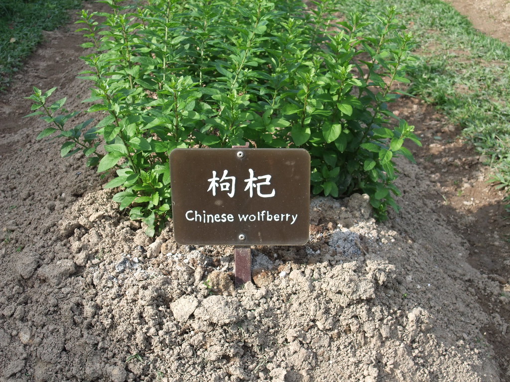 男人补肾食补方法