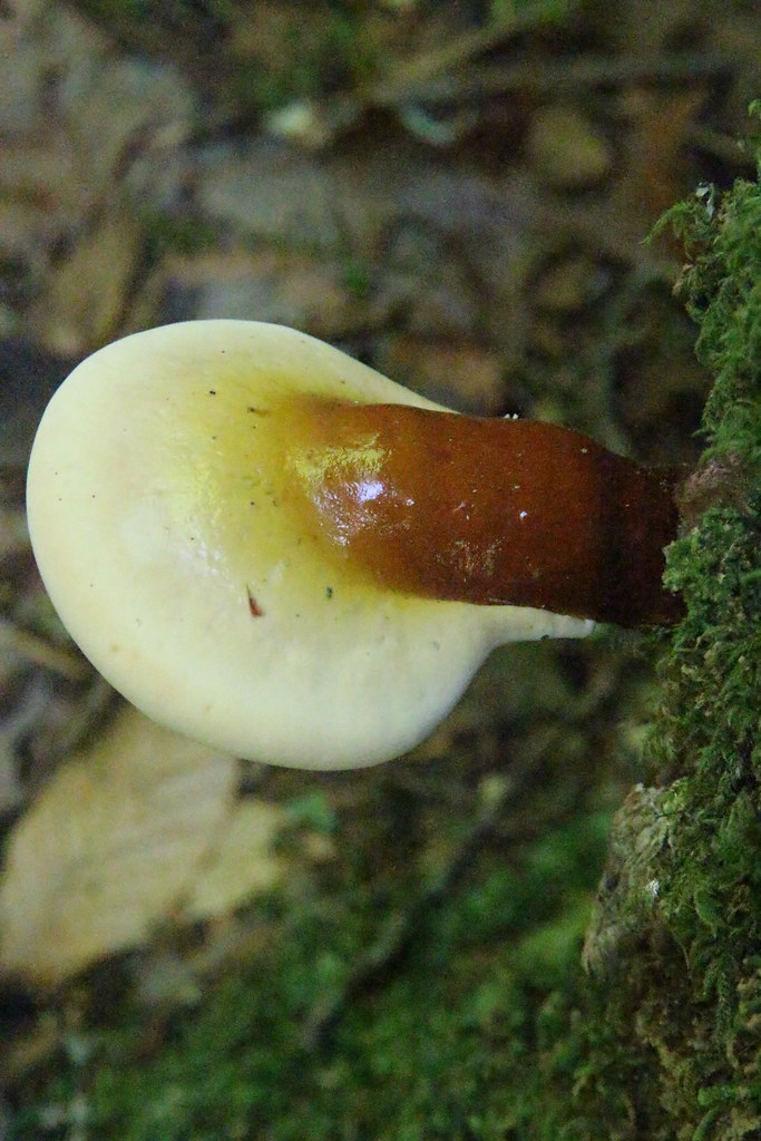 国际公认壮阳药物