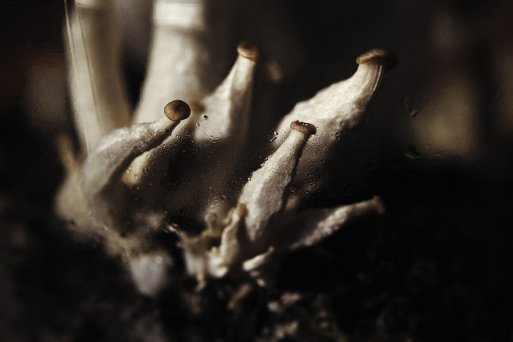 壮阳药西药有哪些