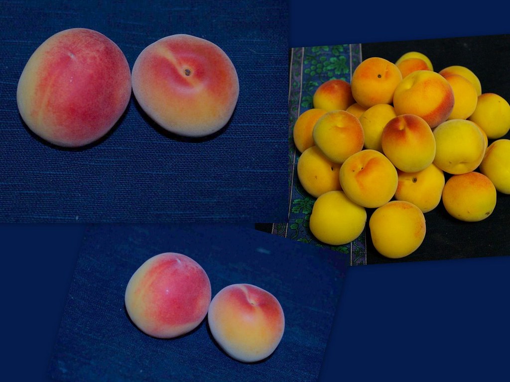 nbb增大膏生产